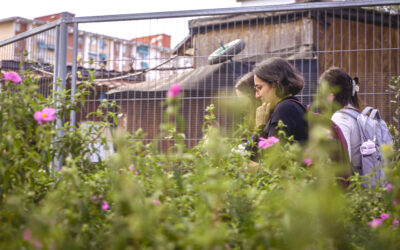 Regenerative Development in the Built Environment